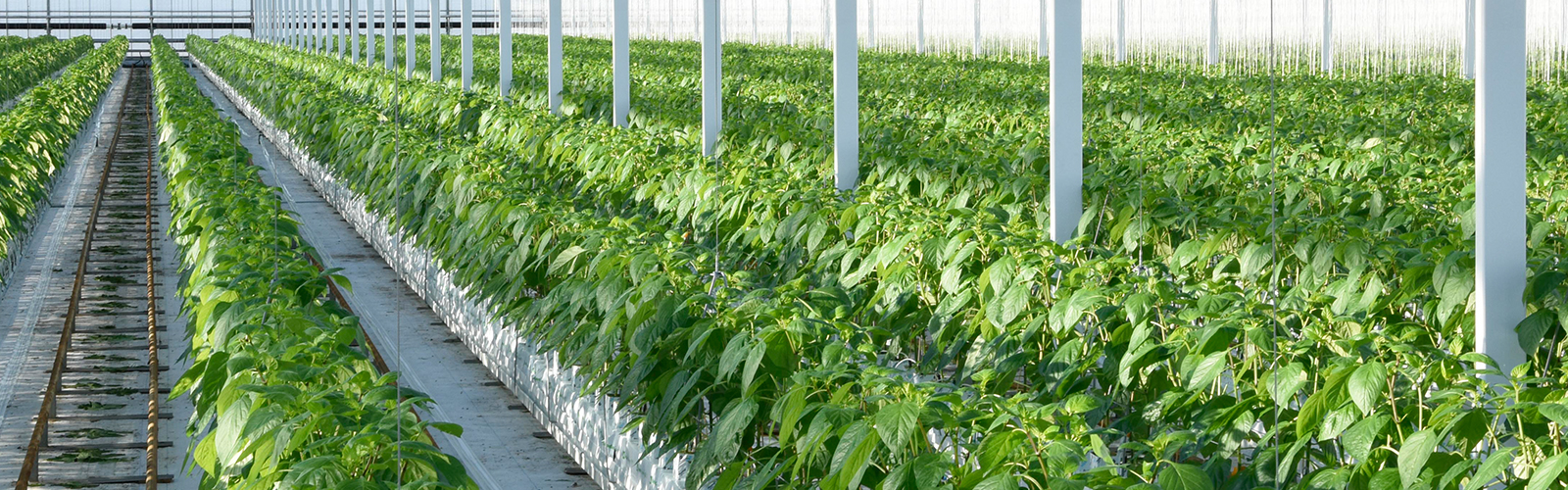 Our Pepper Production Process Tangmere Airfield Nurseries