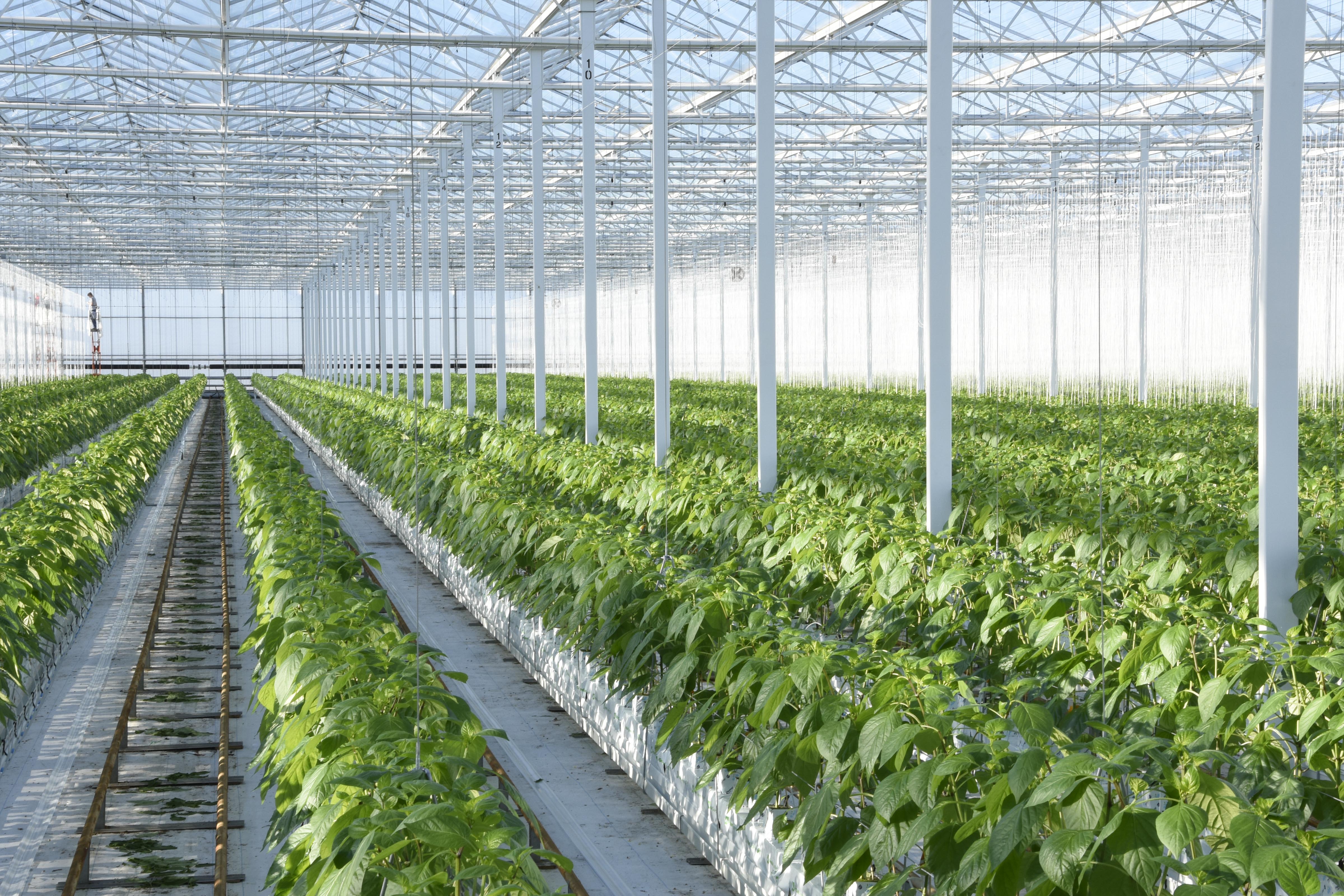 Sweet bell pepper production process by Tangmere Airfield Nurseries