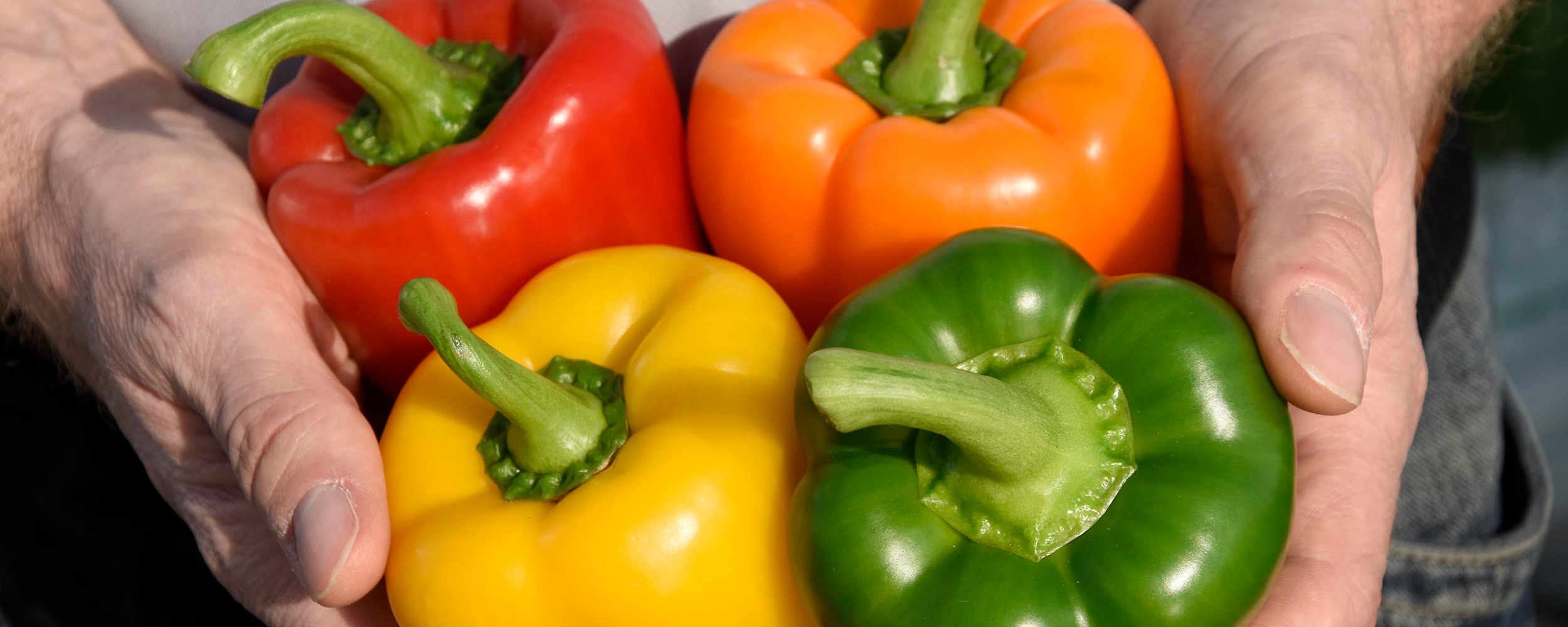 Red, yellow, green and orange peppers being held in two hands.