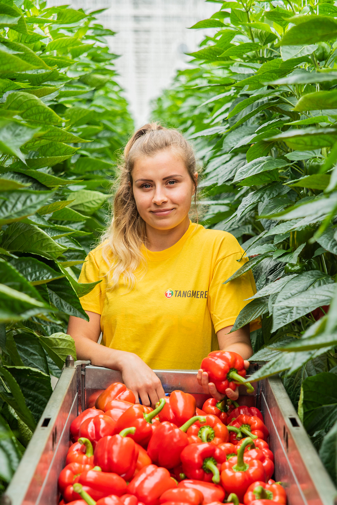 A female employee wearing a yellow tshirt with a full picking bin or red bell peppers.