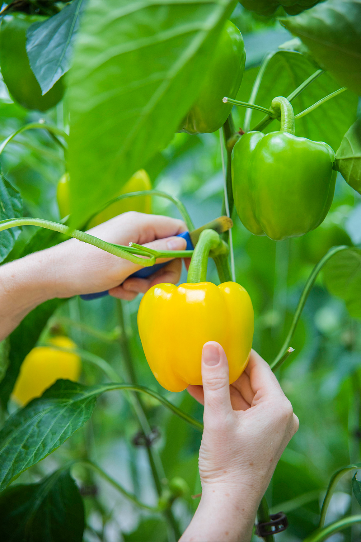 A close up of hands handpicking yellow pepper.