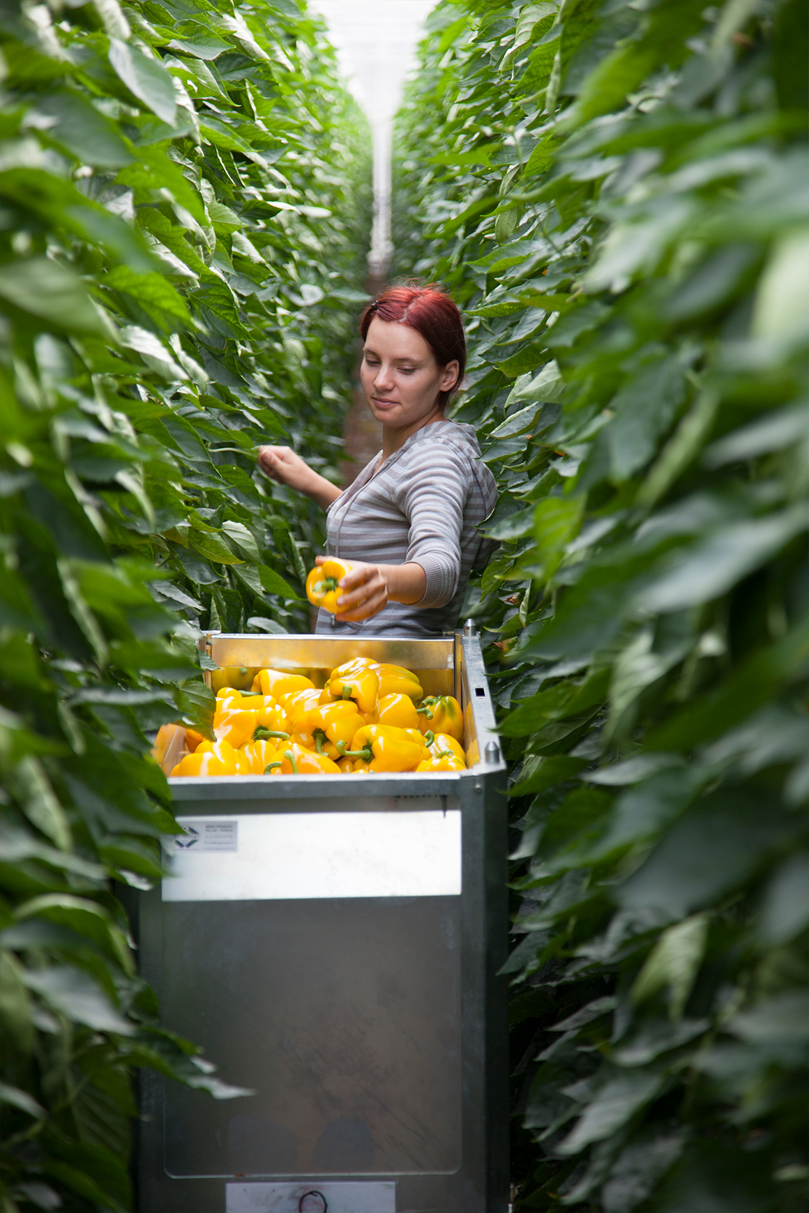 A female employee handpicking yellow peppers in a row of tall green pepper plants.