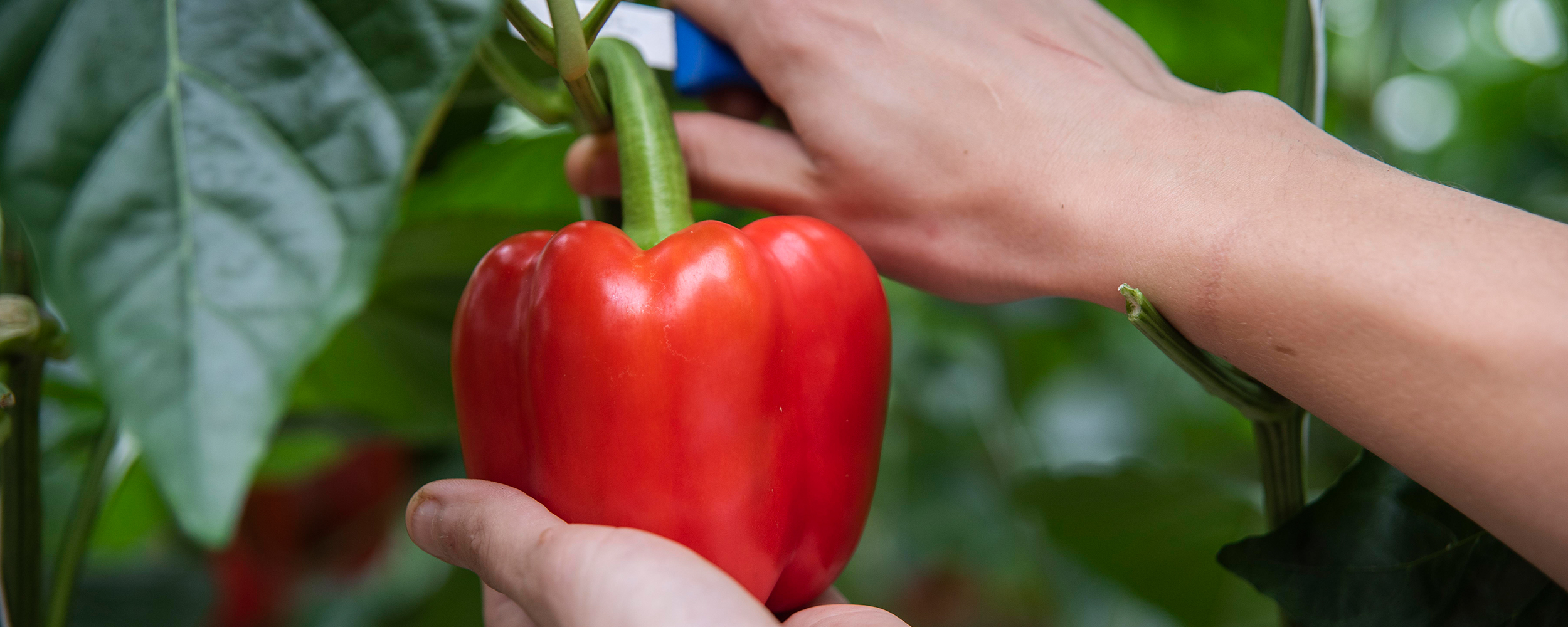 A close up of handpicking a red pepper.