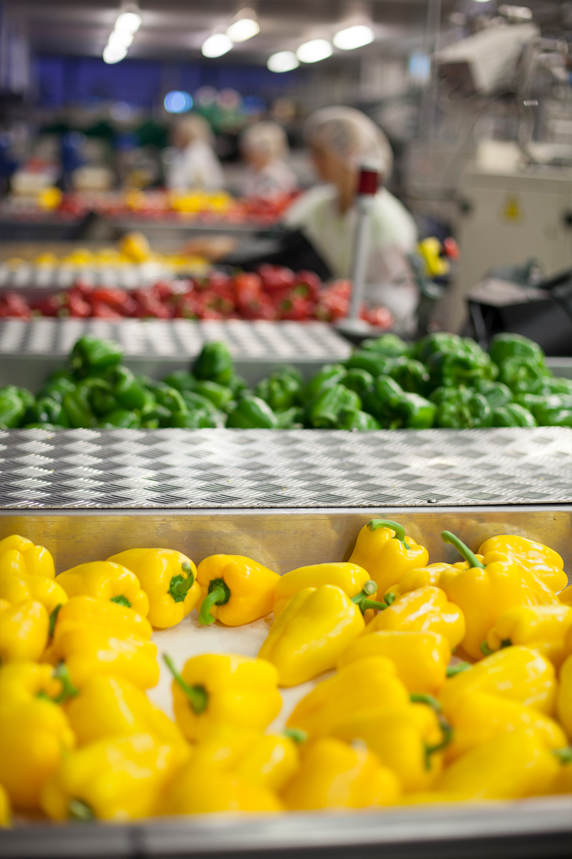 Yellow, green and red sweet peppers being packed at Tangmere Airfield Nurseries.