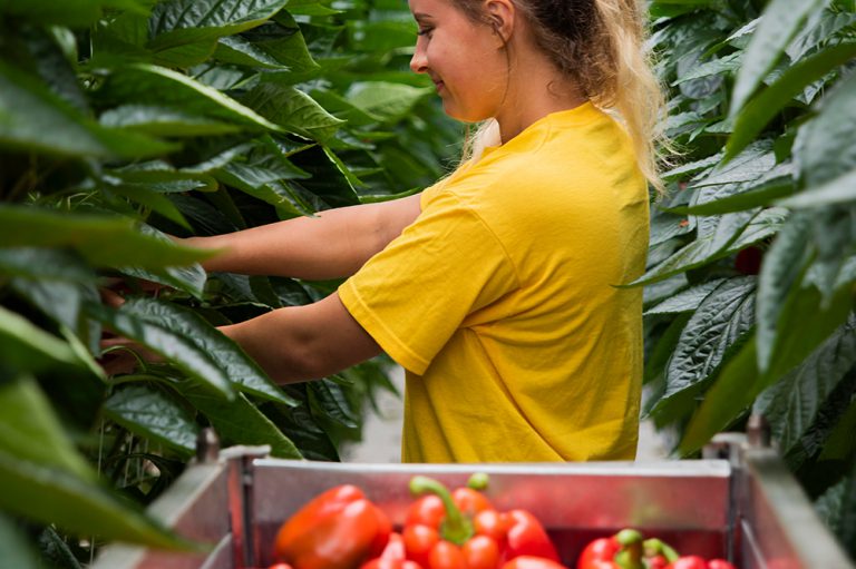 Sweet Bell Peppers UK's Largest Dedicated Nursery Tangmere Airfield