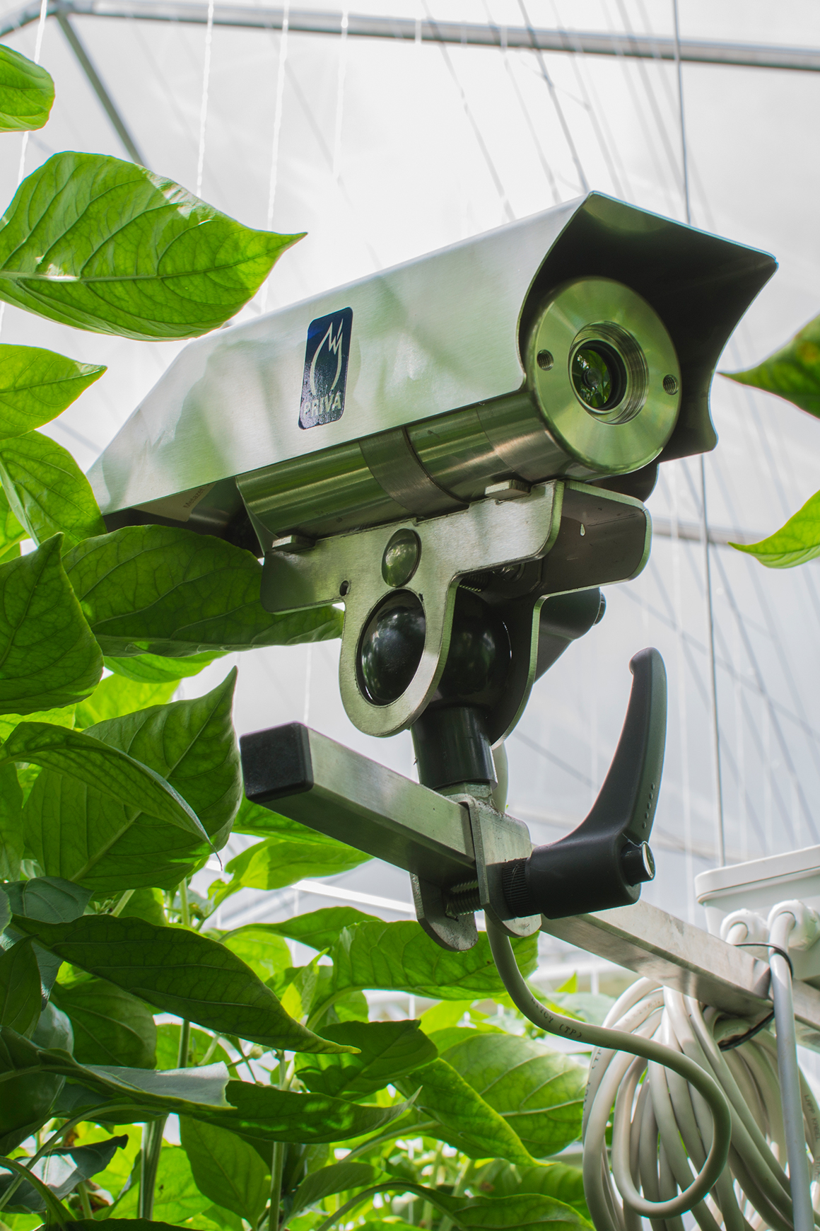 A camera that monitors the growing peppers at Tangmere Airfield Nurseries.