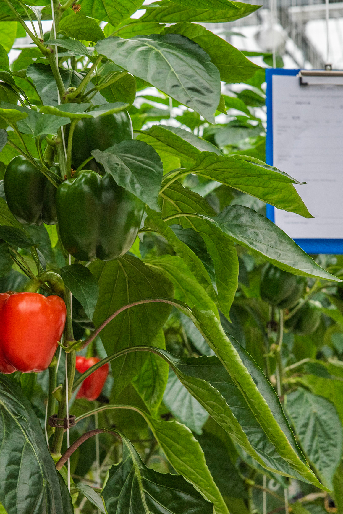 An example of new pepper trials in Tangmere Airfield Nurseries' unique research facility.