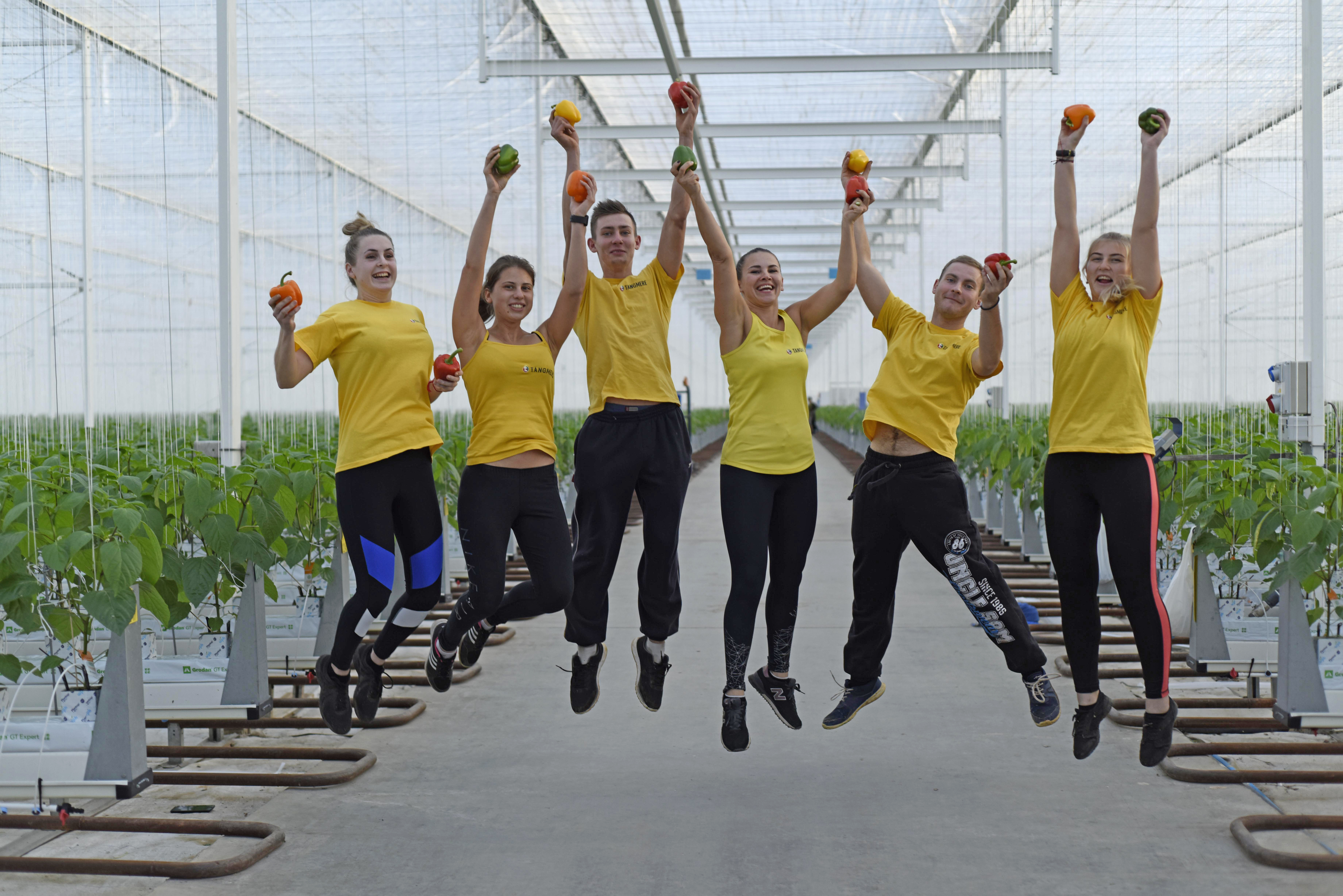 Packhouse Operative Join Our Team | Careers at Tangmere Airfield Nurseries